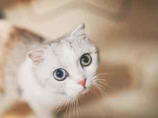 白色猫咪神秘眼神图片高清桌面壁纸