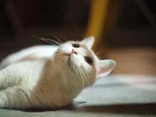 美丽的白色猫咪可