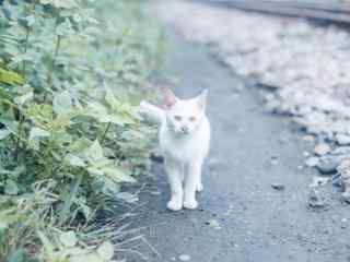 树林里的小白猫可爱图片高清桌面壁纸