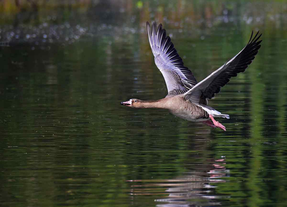 湖面上飞翔的大雁摄影图片