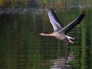 湖面上飞翔的大雁摄影图片