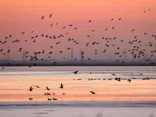 唯美的大港湿地公园大雁图片