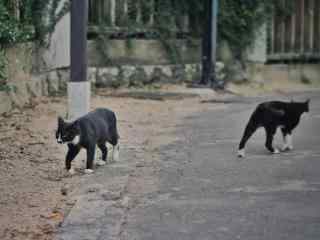 可爱黑猫向左走向
