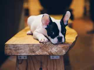 可爱的斗牛犬躺在凳子上图片高清桌面壁纸