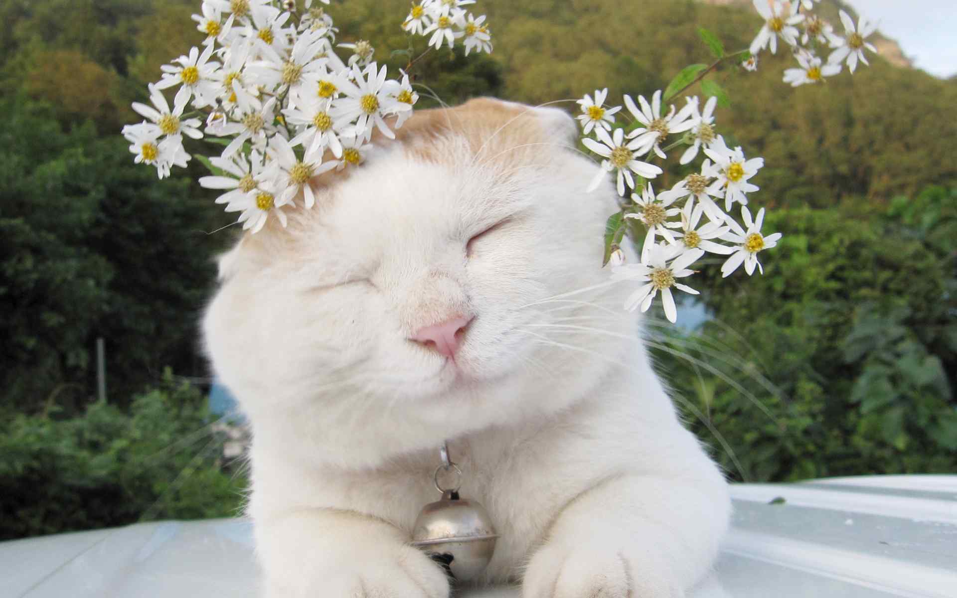 萌萌哒的小猫咪头戴小花可爱图片桌面壁纸