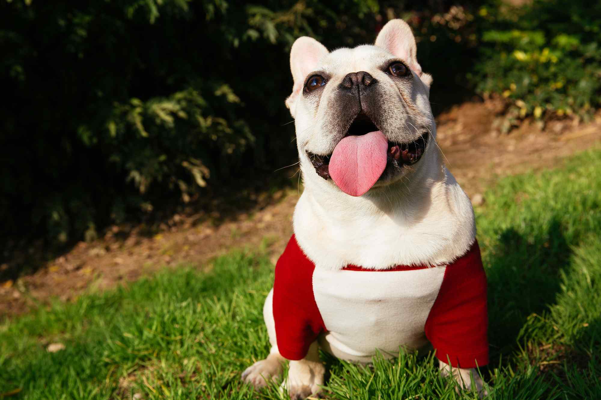 宠物狗狗服装 圣诞节衣服 大红t恤 圣诞节日装-阿里巴巴