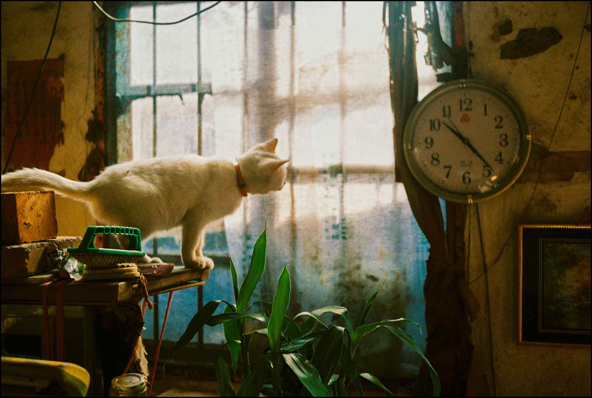 小白猫看时间可爱图片lomo风格摄影桌面壁纸