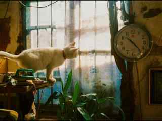 小白猫看时间可爱