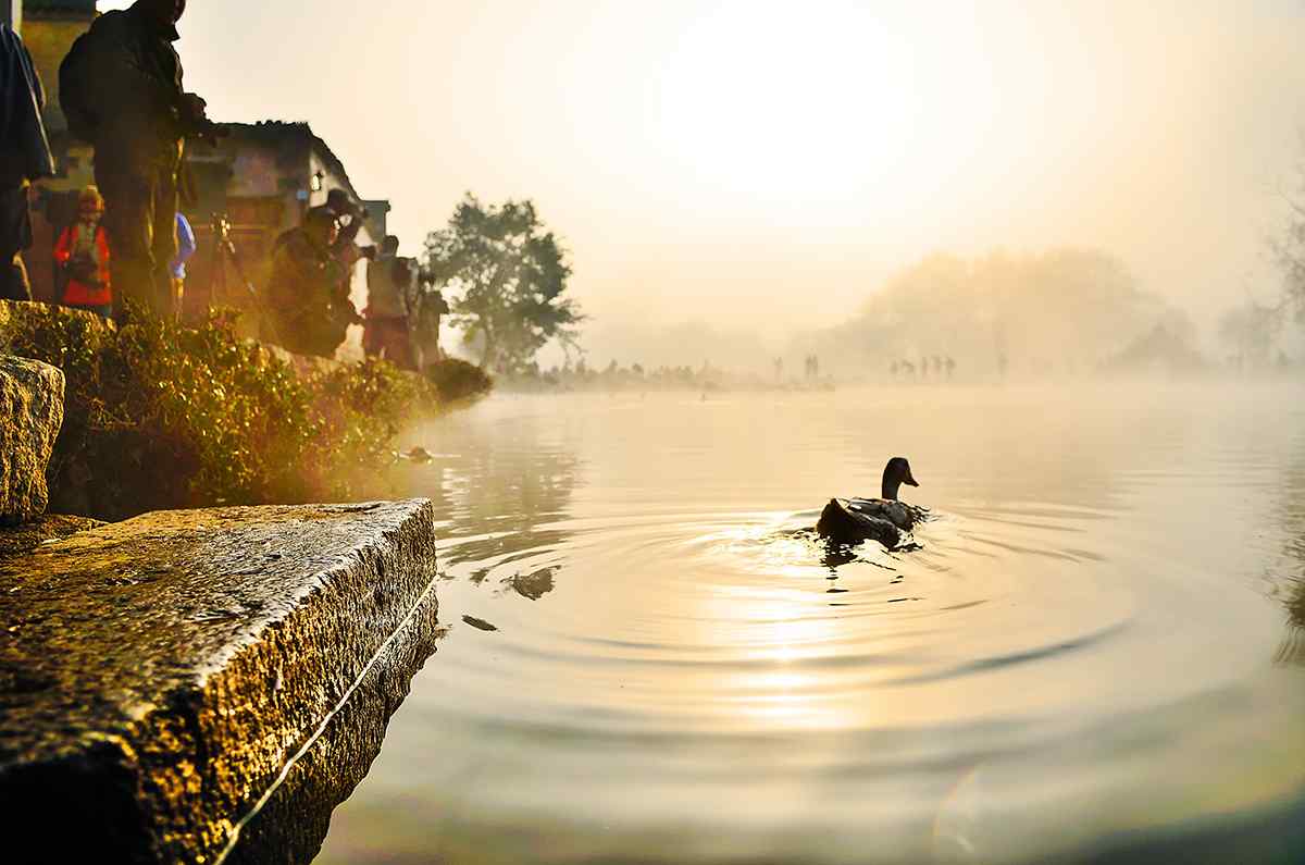 唯美落日下游湖的小鸭群图片