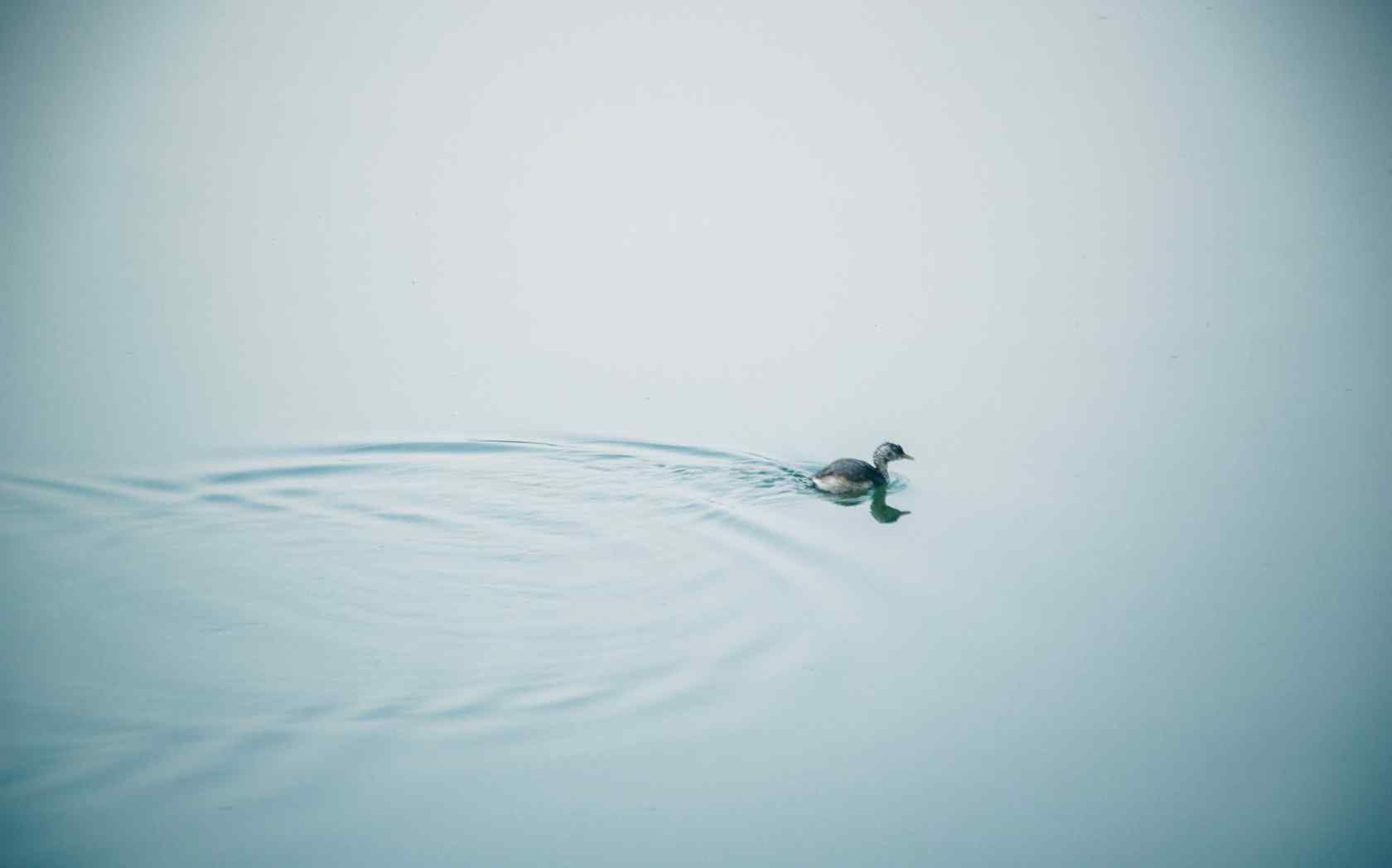 池塘里独游的一直小鸭子唯美图片