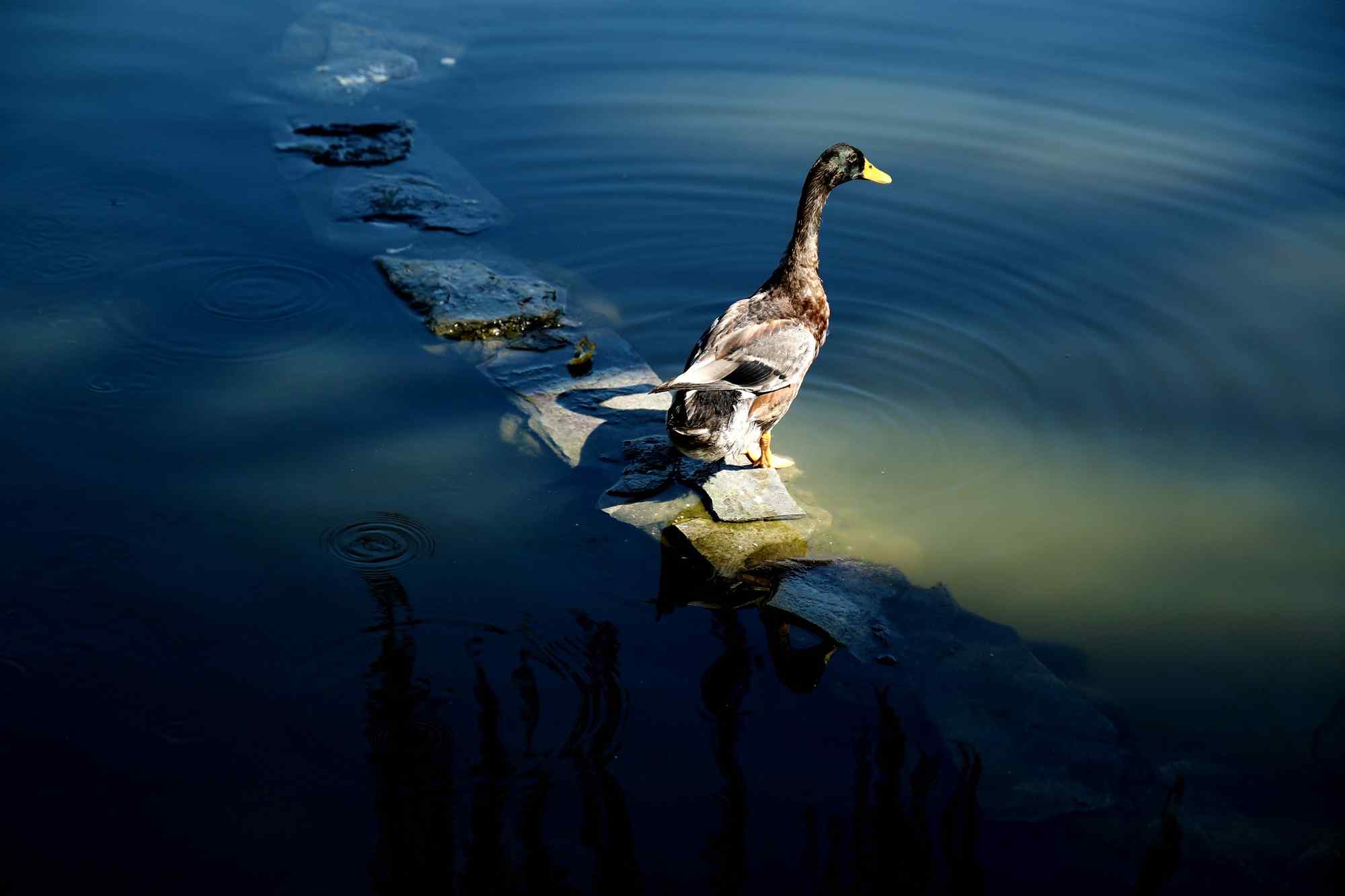 池塘里可爱的小鸭子图片桌面壁纸