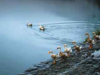 河边小鸭子排队走路的可爱图片