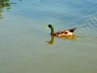 落单绿头鸭游行湖中可爱图片