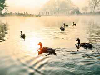 唯美落日下游湖的小鸭群图片