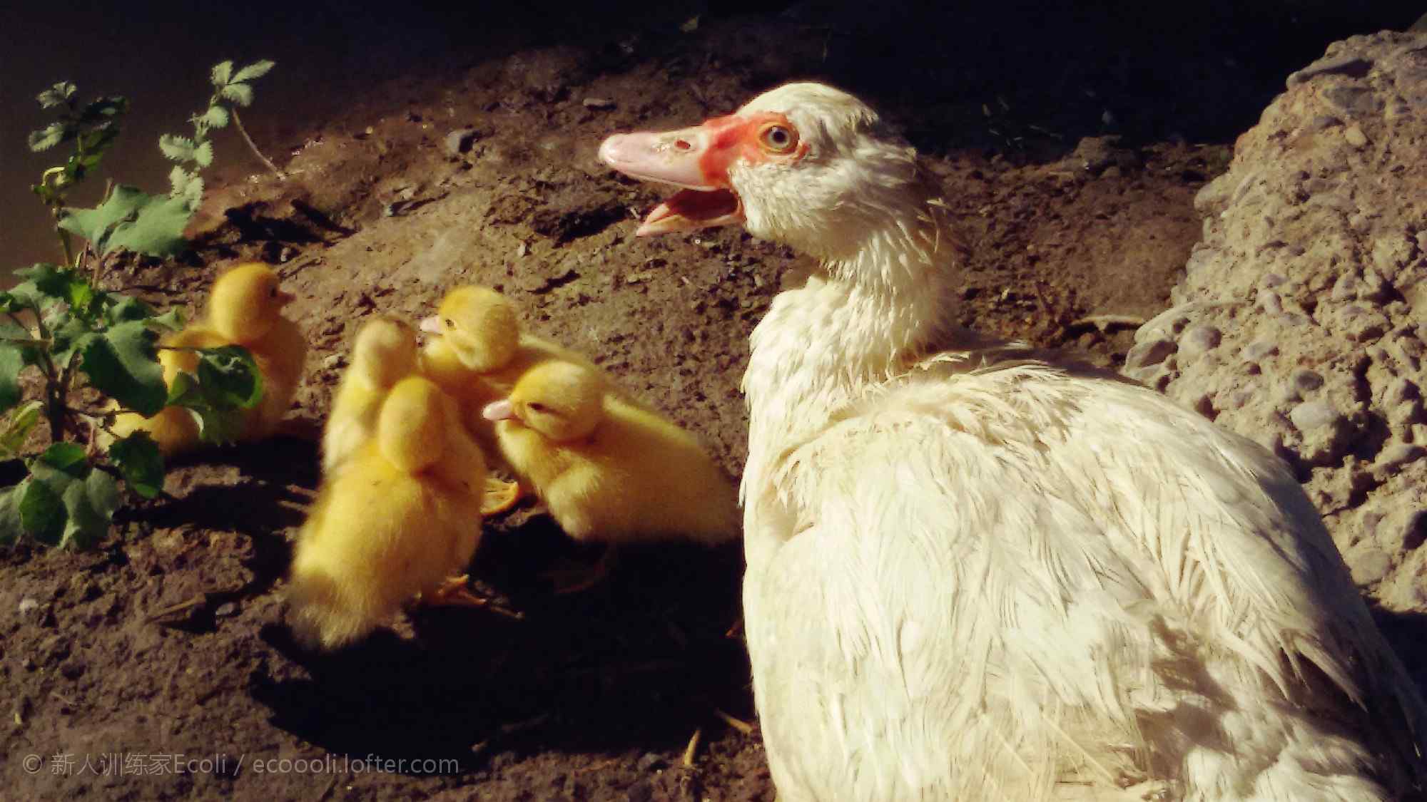 鸭子妈妈与小鸭子可爱图片