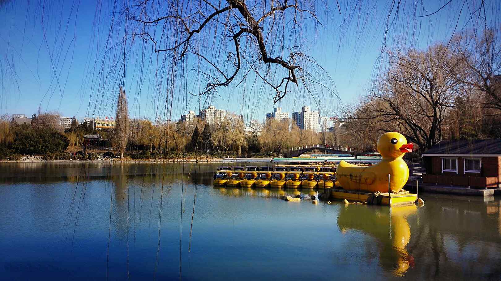 公园里可爱的大黄鸭图片