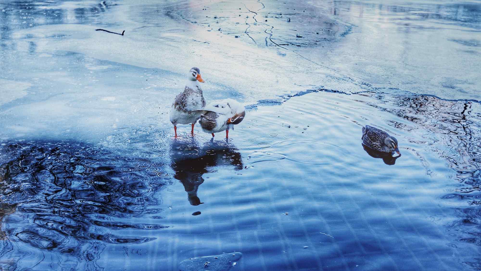 冰封的河水里的小鸭子图片