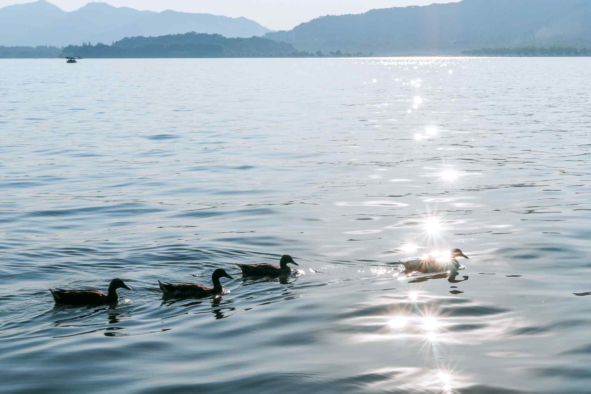 美丽西湖里畅游的小鸭子