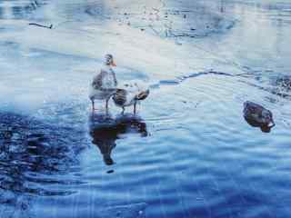 冰封的河水里的小鸭子图片