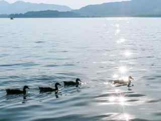 美丽西湖里畅游的小鸭子
