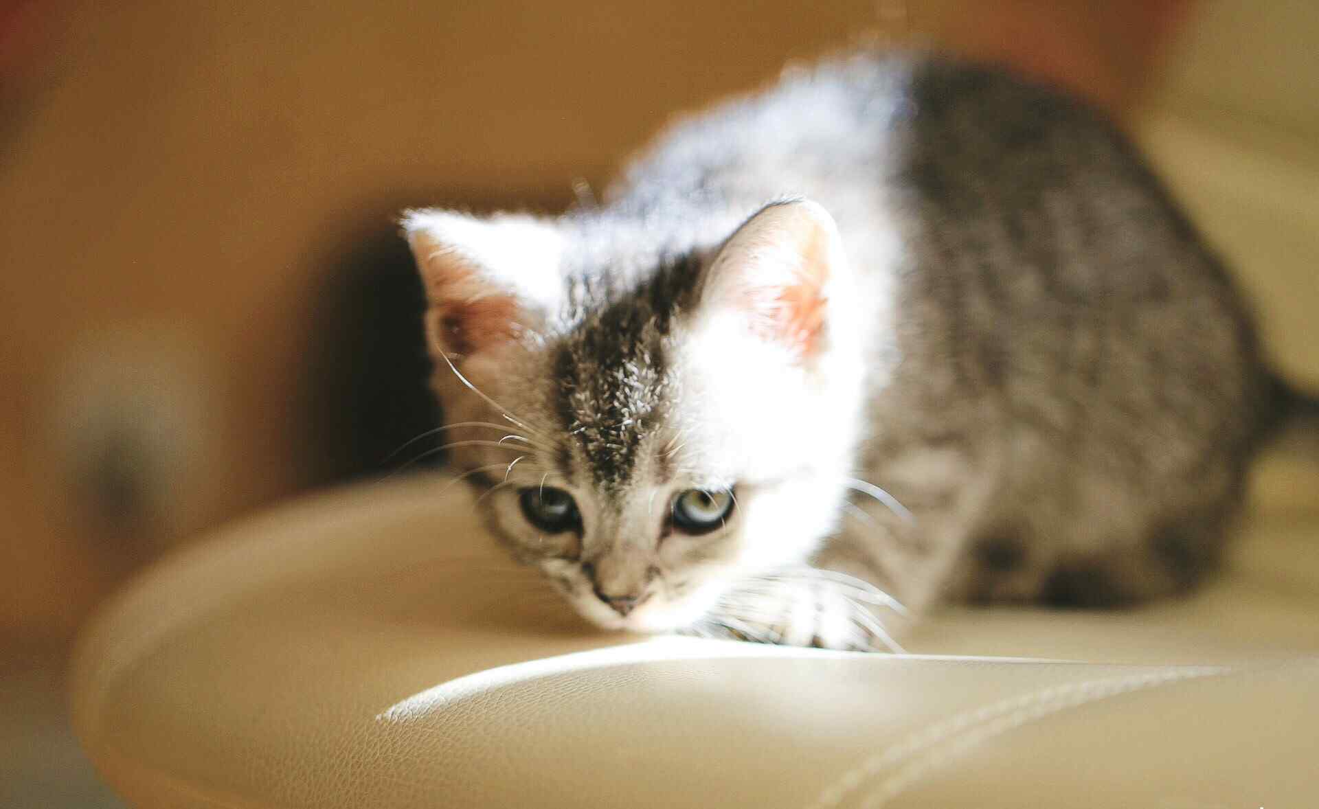 可爱的灰色小奶猫图片桌面壁纸