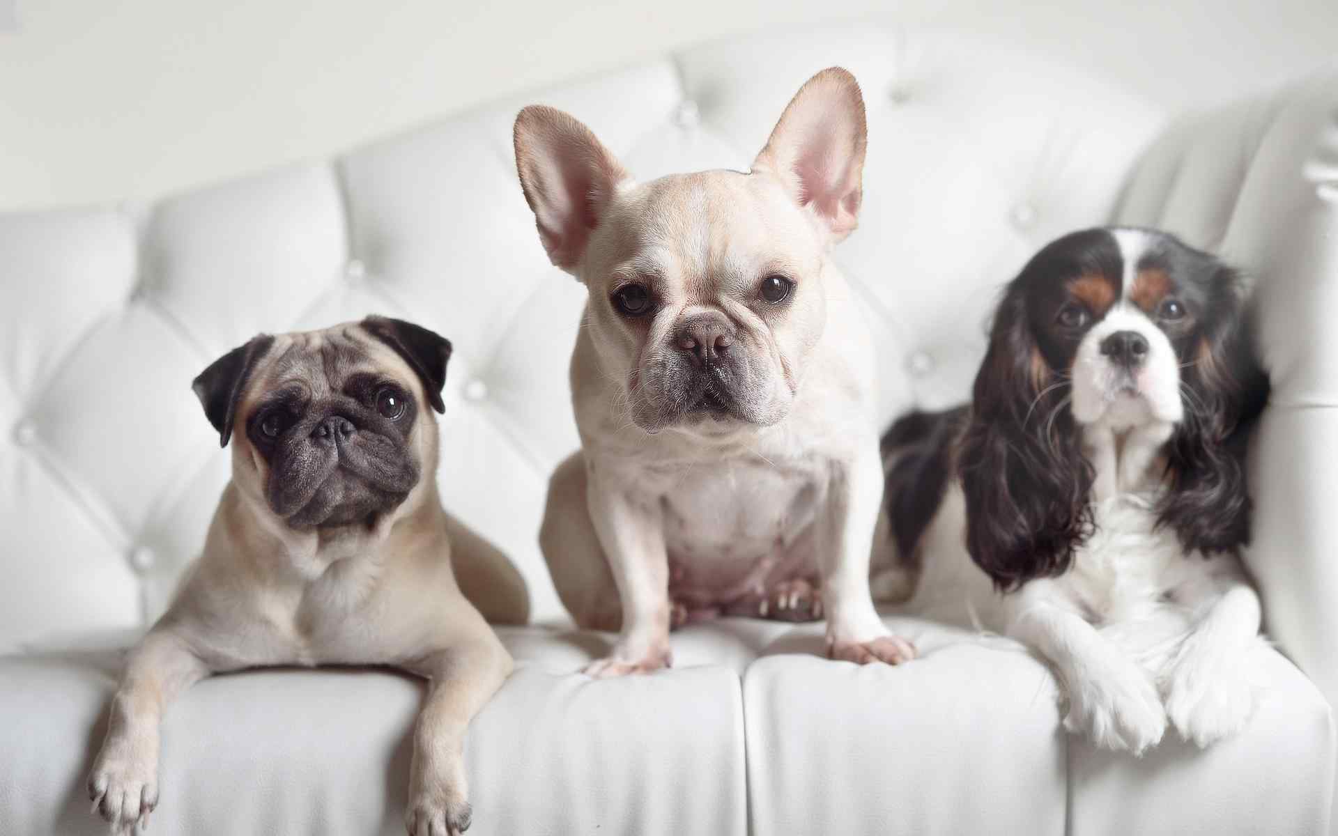 三只小狗排排坐可爱图片桌面壁纸