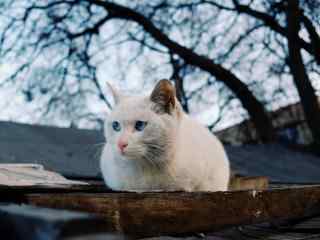 蓝色眼睛的猫咪可