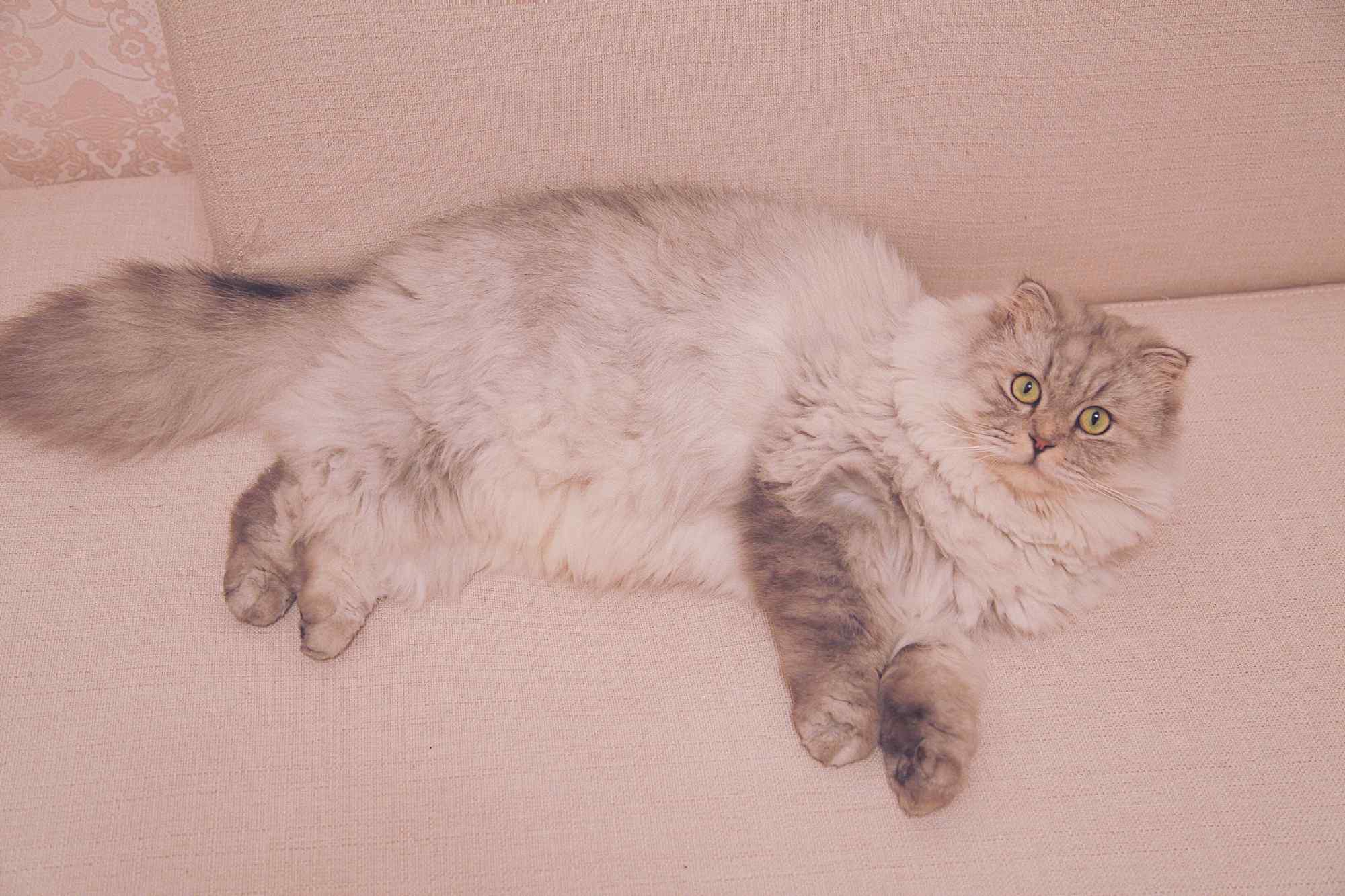 可爱的长毛小猫咪图片桌面壁纸