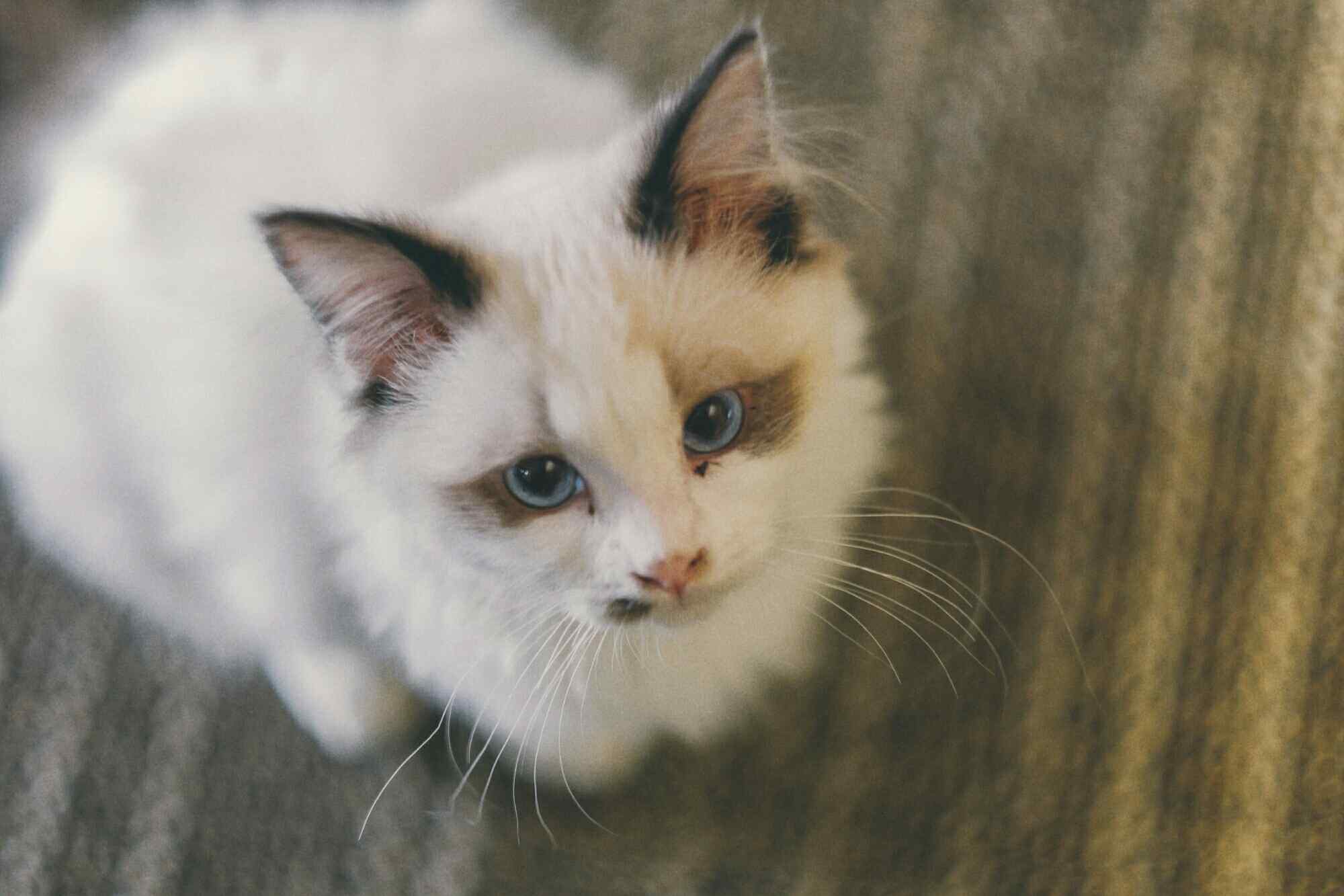 可爱小猫咪无辜眼神图片高清桌面壁纸