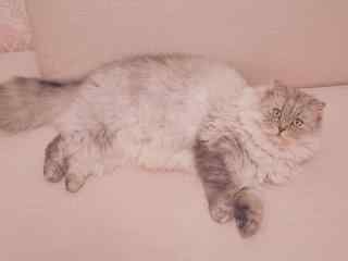 可爱的长毛猫图片高清桌面壁纸