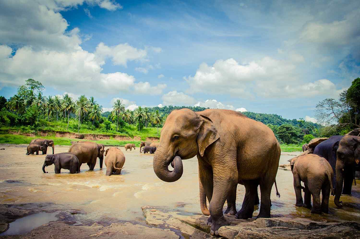 热带雨林里的大象群图片