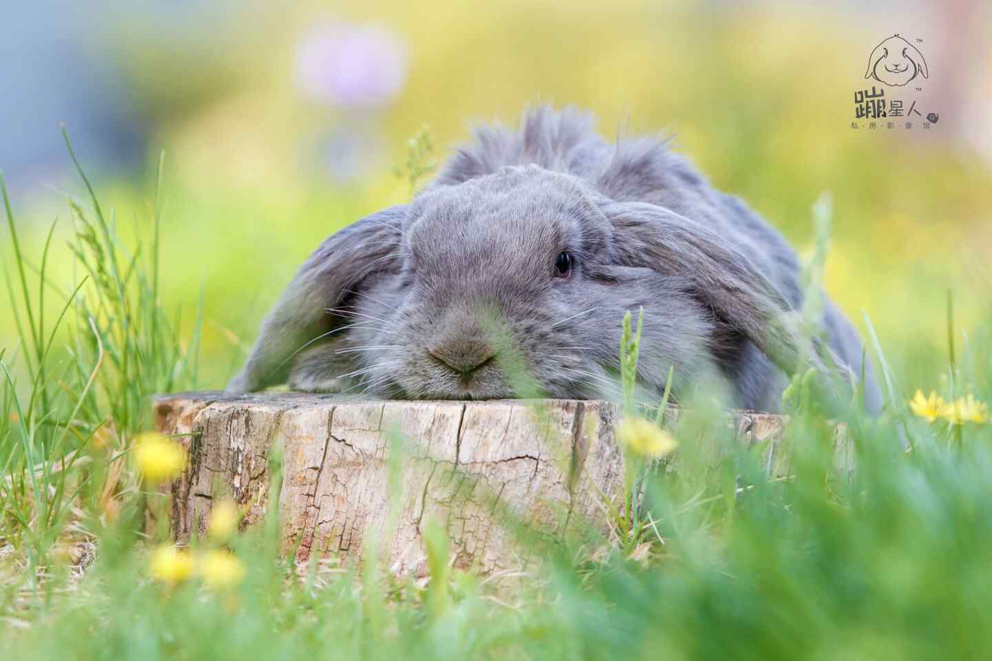 摄影｜孚孚首张个兔写真（垂耳兔 宠物摄影） |摄影|宠物摄影|FFFRingo - 原创作品 - 站酷 (ZCOOL)