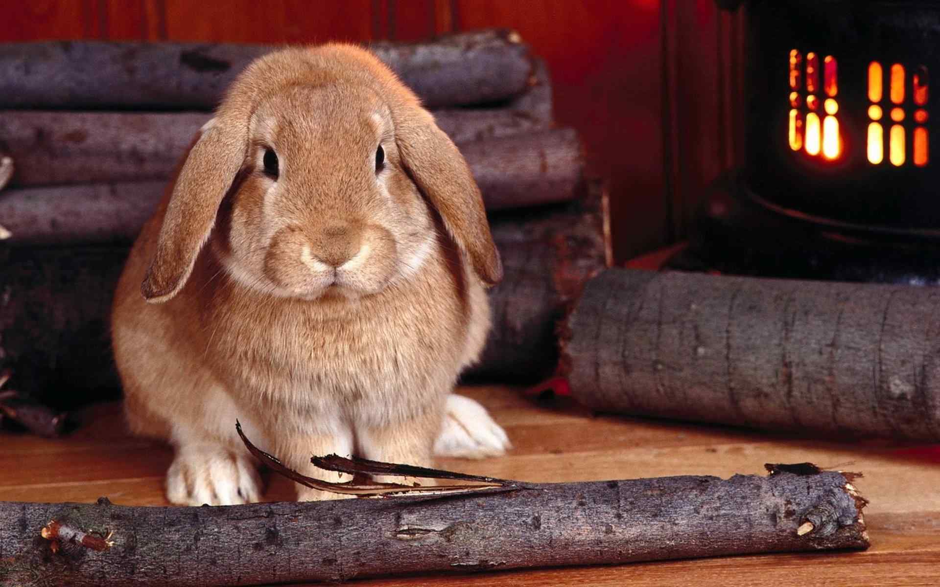 兔子图片大全_荷兰侏儒兔_海棠兔_淘宝助理
