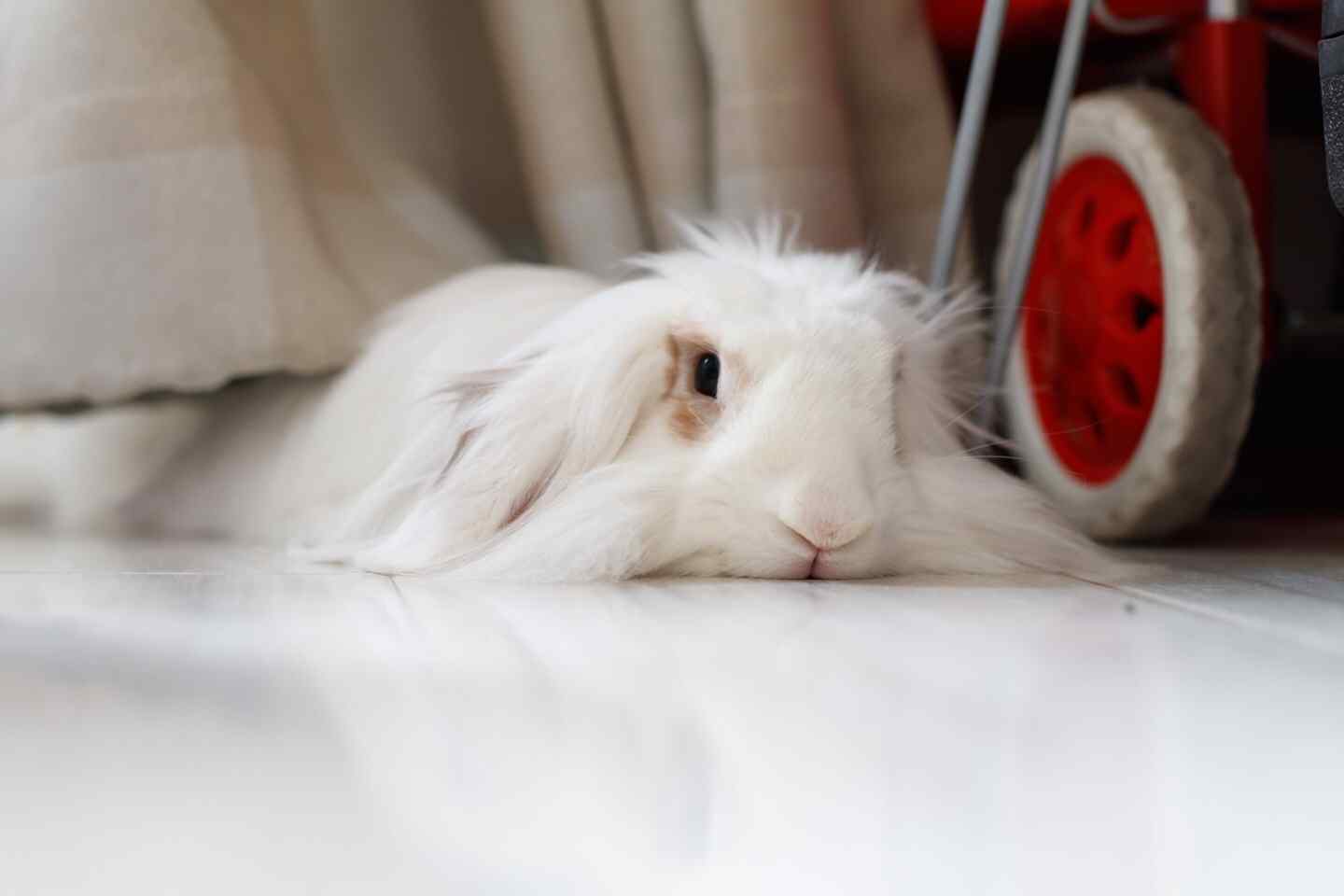 可爱的白色垂耳兔图片高清桌面壁纸