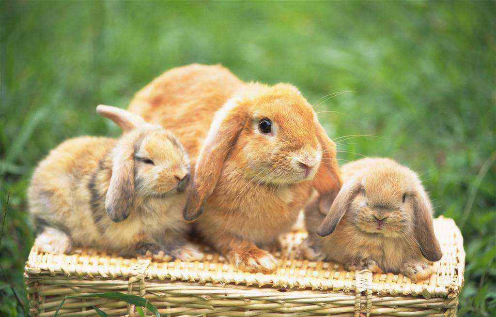 三只可爱的荷兰垂耳兔图片高清桌面壁纸
