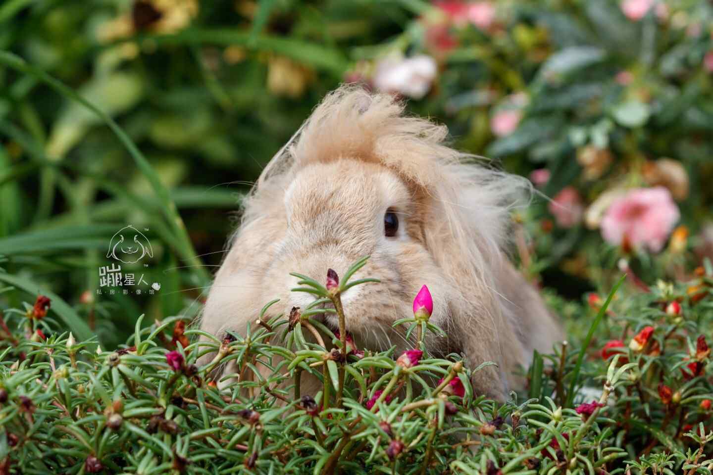 垂耳兔躲在草丛里可爱图片高清桌面壁纸
