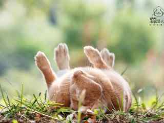 可爱呆萌的小兔子四脚朝天图片高清桌面壁纸