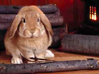 荷兰垂耳兔唯美动物摄影图片