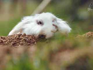 可爱的长毛垂耳兔