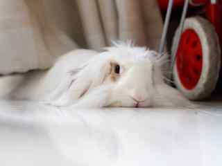 可爱的白色垂耳兔