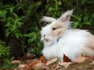 可爱长毛的垂耳兔