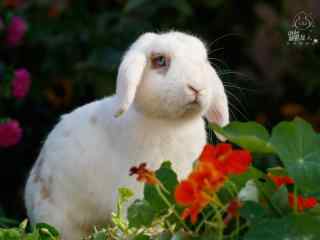 白色垂耳兔图片高