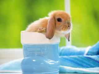 可爱的荷兰垂耳兔小兔子图片高清桌面壁纸