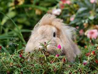 垂耳兔躲在草丛里