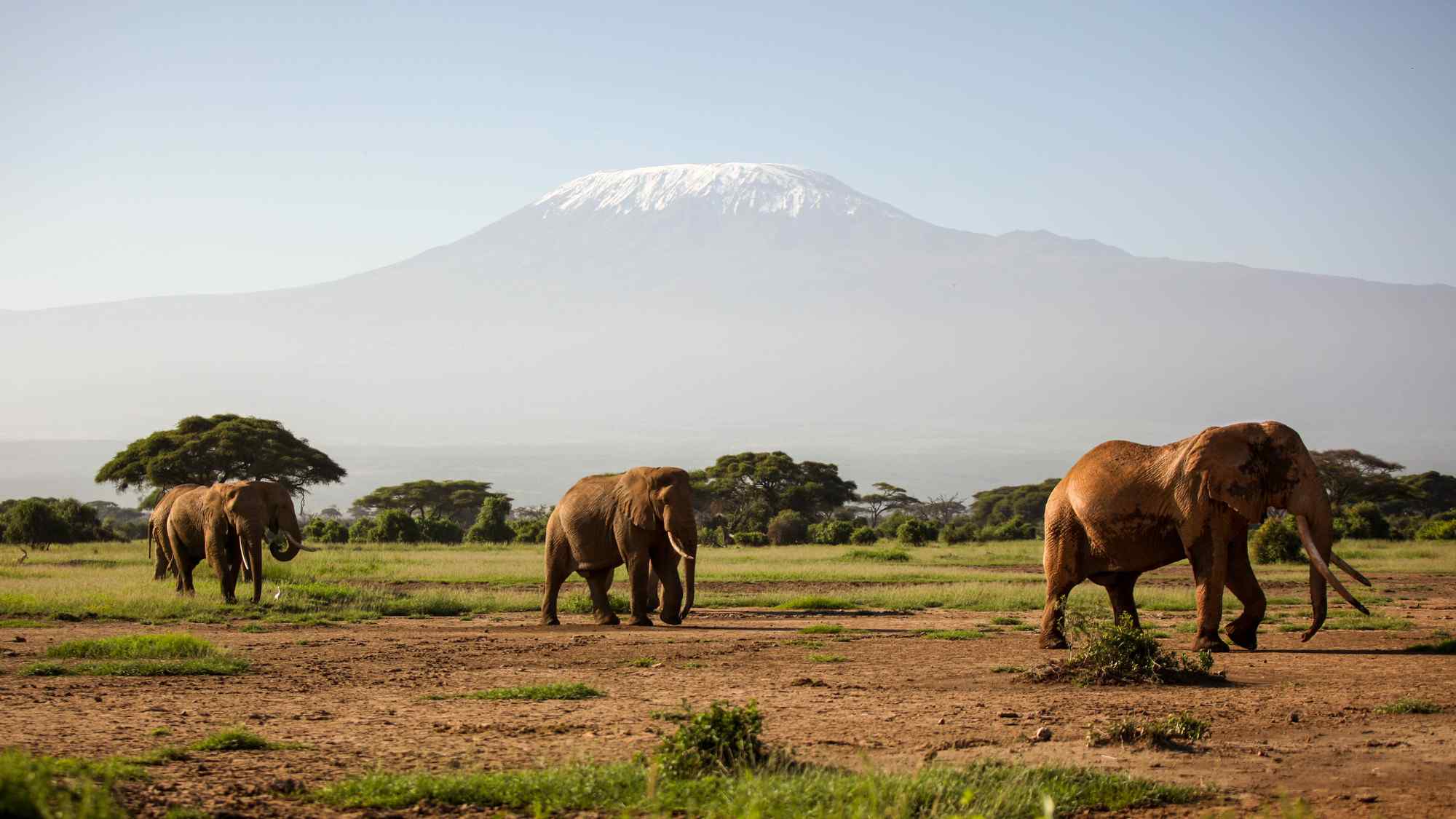 富士山山脚下觅食的大象群高清图片