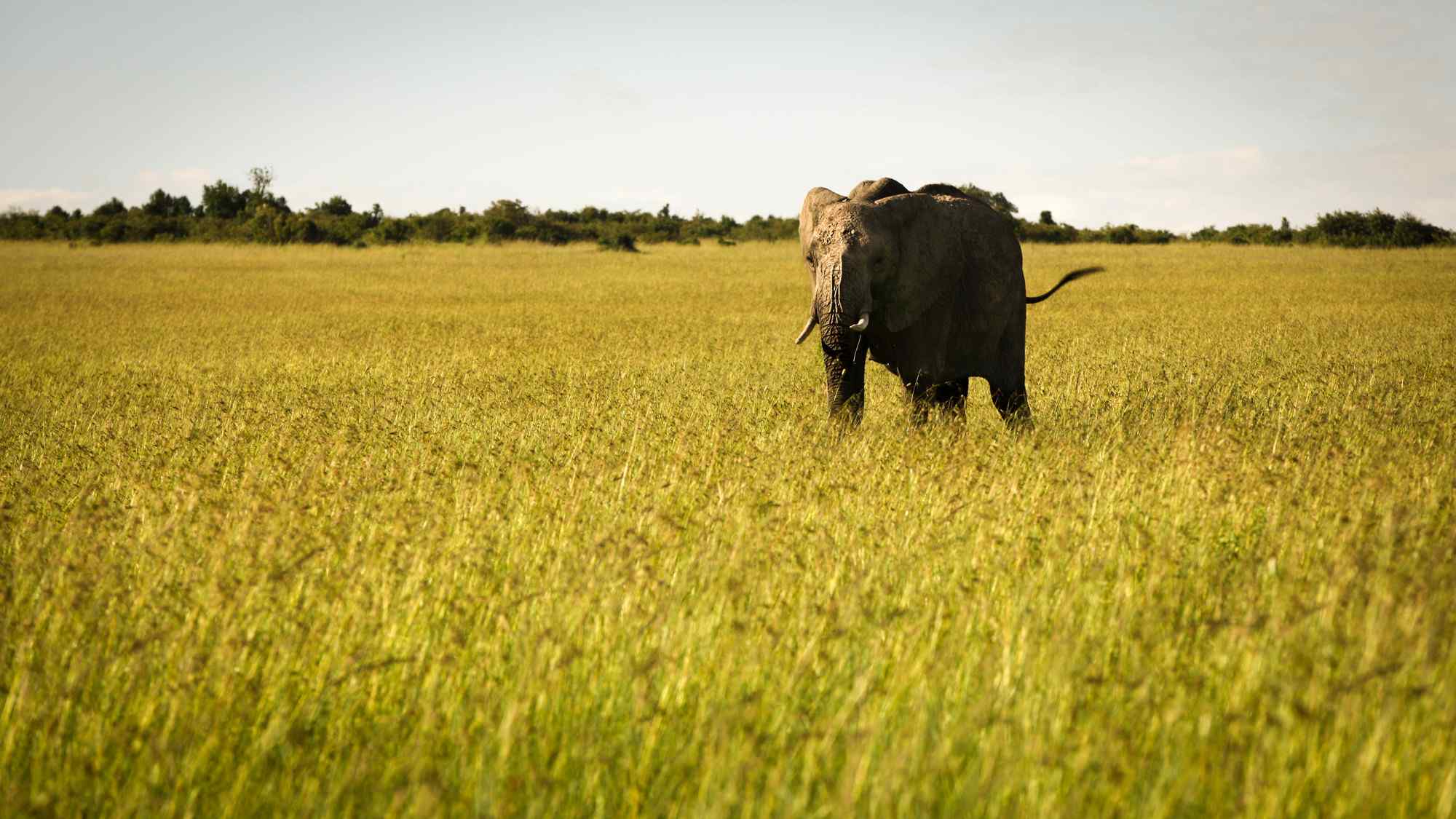 非洲大草原上的大象图片高清桌面壁纸