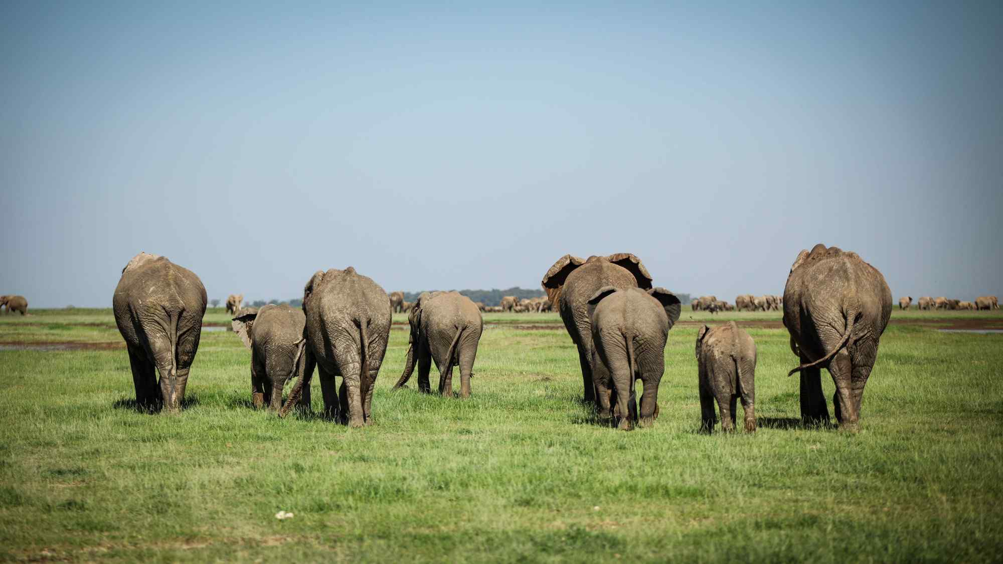 非洲草原上的大象群可爱图片高清动物壁纸