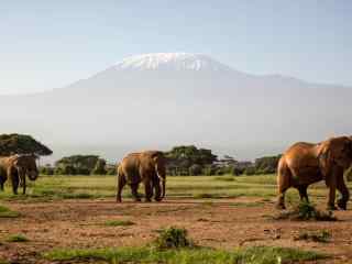 富士山山脚下觅食的大象群高清图片