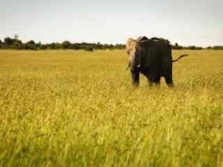 非洲大草原上的大象图片高清桌面壁纸