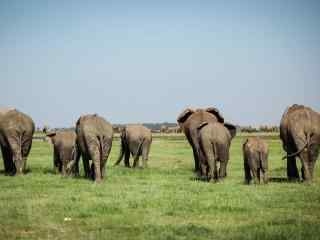 非洲草原上的大象群可爱图片高清动物壁纸